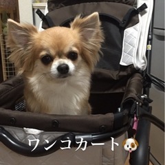 ペットカート
