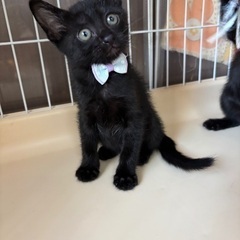 黒猫の子猫ちゃん保護してます！ - 富士見市