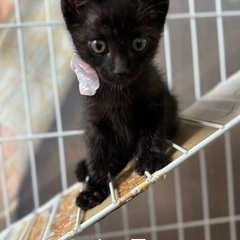 黒猫の子猫ちゃん保護してます！ − 埼玉県