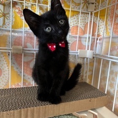 黒猫の子猫ちゃん保護してます！