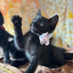 黒猫の子猫ちゃん保護してます！ - 猫