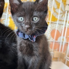黒猫の子猫ちゃん保護してます！ - 里親募集