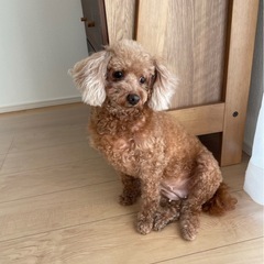 トイプードル　メス　9才　ご飯が大好きです！