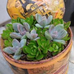 リメ缶入り多肉植物