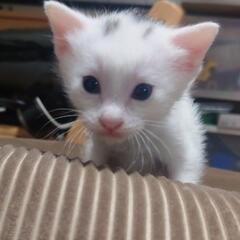 子猫♀2匹 里親様募集中