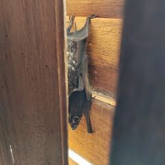 【害獣駆除】ネズミ・アライグマ・ハクビシンなど害獣駆除なら駆除バリアにお任せください！ - 名古屋市