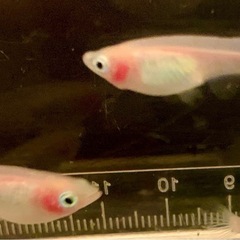 🐟【紅ほっぺ】稚魚20匹🐟　メダカ