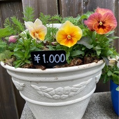 寄せ植え