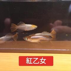 メダカの卵　各種　の画像