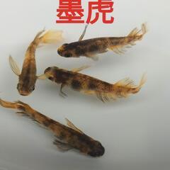 めだか　メダカ卵　★各種★