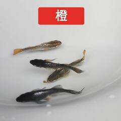 めだか　メダカ卵　★各種★の画像