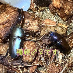 （幼虫10頭）パプアキンイロクワガタ