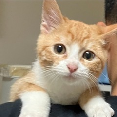 6ヶ月子猫