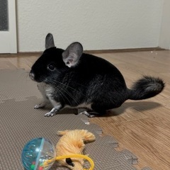 チンチラ