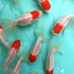 金魚　丹頂　5匹約6cm