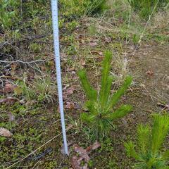 赤松の苗木の画像