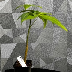 【観葉植物】✨🉐実生パキラ✨【No.3】