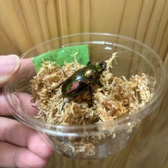 ニジイロクワガタ(ピカール血統)ペア
の画像