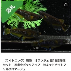 メダカ販売　オランジェ稚魚10匹