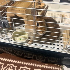 急募！うさぎの里親募集！