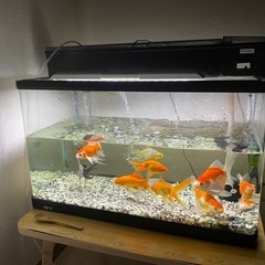 水槽の画像