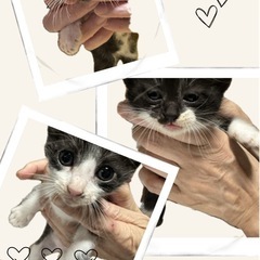子猫６匹里親募集