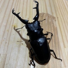 ギラファノコギリクワガタ
