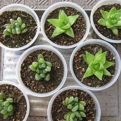 ハオルチア属「オブツーサ」「キンビフォルミス」の植苗☆ひとつ１５...