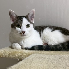 膝乗り猫　白キジ