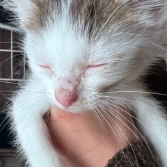 生後2ヶ月の子猫ちゃんの里親募集します(^^) - 里親募集