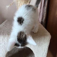 生後2ヶ月の子猫ちゃんの里親募集します(^^) − 千葉県