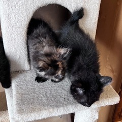 生後2ヶ月の子猫ちゃんの里親募集します(^^) - 猫