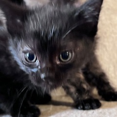 生後2ヶ月の子猫ちゃんの里親募集します(^^)