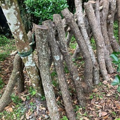 くぬぎ　原木しいたけ　1本の値段　細め　駒打ち完了　ホダ木　本伏せ中