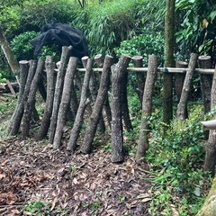 くぬぎ　原木しいたけ　1本の値段　細め　駒打ち完了　ホダ木　本伏せ中の画像