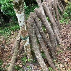 くぬぎ　原木しいたけ　1本の値段　細め　駒打ち完了　ホダ木　本伏せ中の画像