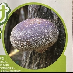 くぬぎ　原木しいたけ　1本の値段　細め　駒打ち完了　ホダ木　本伏せ中の画像