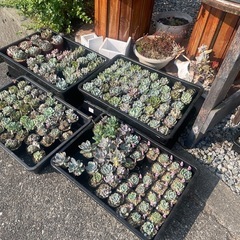 本日限定‼️多肉植物❣️無人販売所の画像