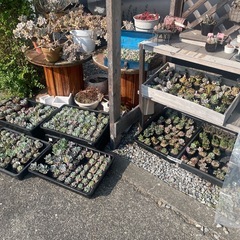 本日限定‼️多肉植物❣️無人販売所の画像