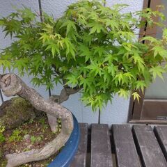 モミジ盆栽　もみじ　紅葉　鉢植え　引き取り限定の画像