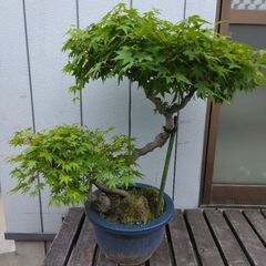 モミジ盆栽　もみじ　紅葉　鉢植え　引き取り限定の画像
