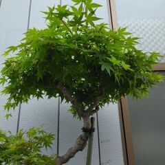 モミジ盆栽　もみじ　紅葉　鉢植え　引き取り限定の画像