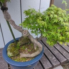 モミジ盆栽　もみじ　紅葉　鉢植え　引き取り限定の画像