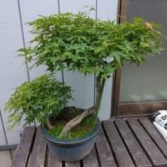 もみじ盆栽　紅葉　モミジ　鉢植え　引き取り限定の画像