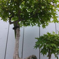 もみじ盆栽　紅葉　モミジ　鉢植え　引き取り限定の画像