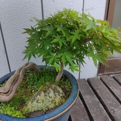 もみじ盆栽　紅葉　モミジ　鉢植え　引き取り限定の画像