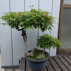 もみじ盆栽　紅葉　モミジ　鉢植え　引き取り限定