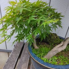 もみじ盆栽　紅葉　モミジ　鉢植え　引き取り限定の画像