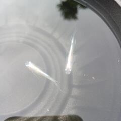 6/1(日)めだか販売。の画像