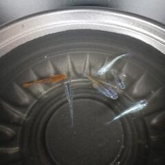 6/1(日)めだか販売。の画像